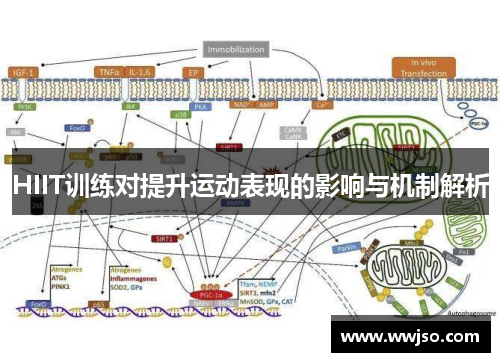 HIIT训练对提升运动表现的影响与机制解析
